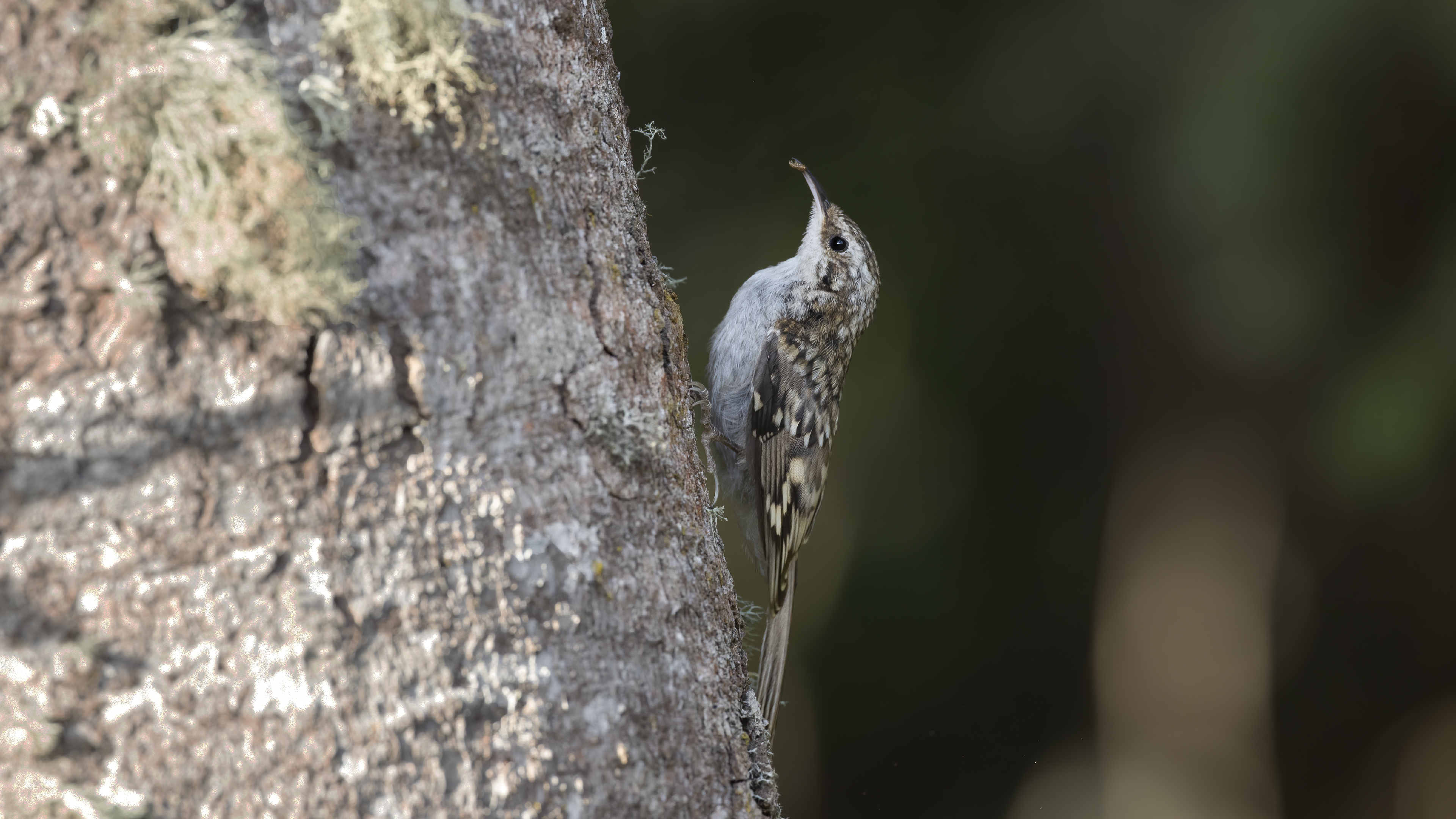 Eurasian Treecreeper